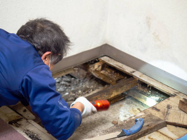 Best Black Mold Removal  in Schwenksville, PA