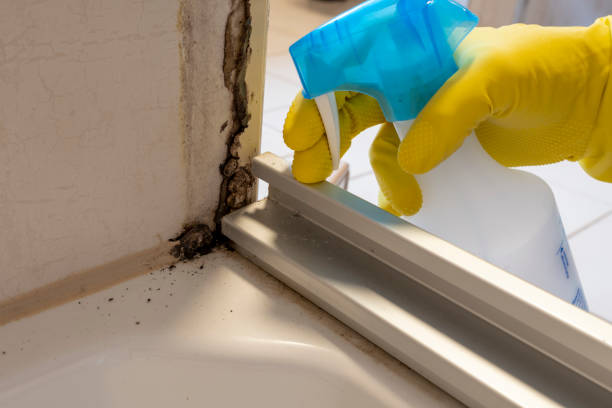 Best Mold Removal and Inspection  in Schwenksville, PA