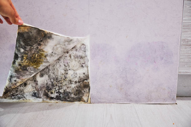 Best Local Mold Removal Service  in Schwenksville, PA
